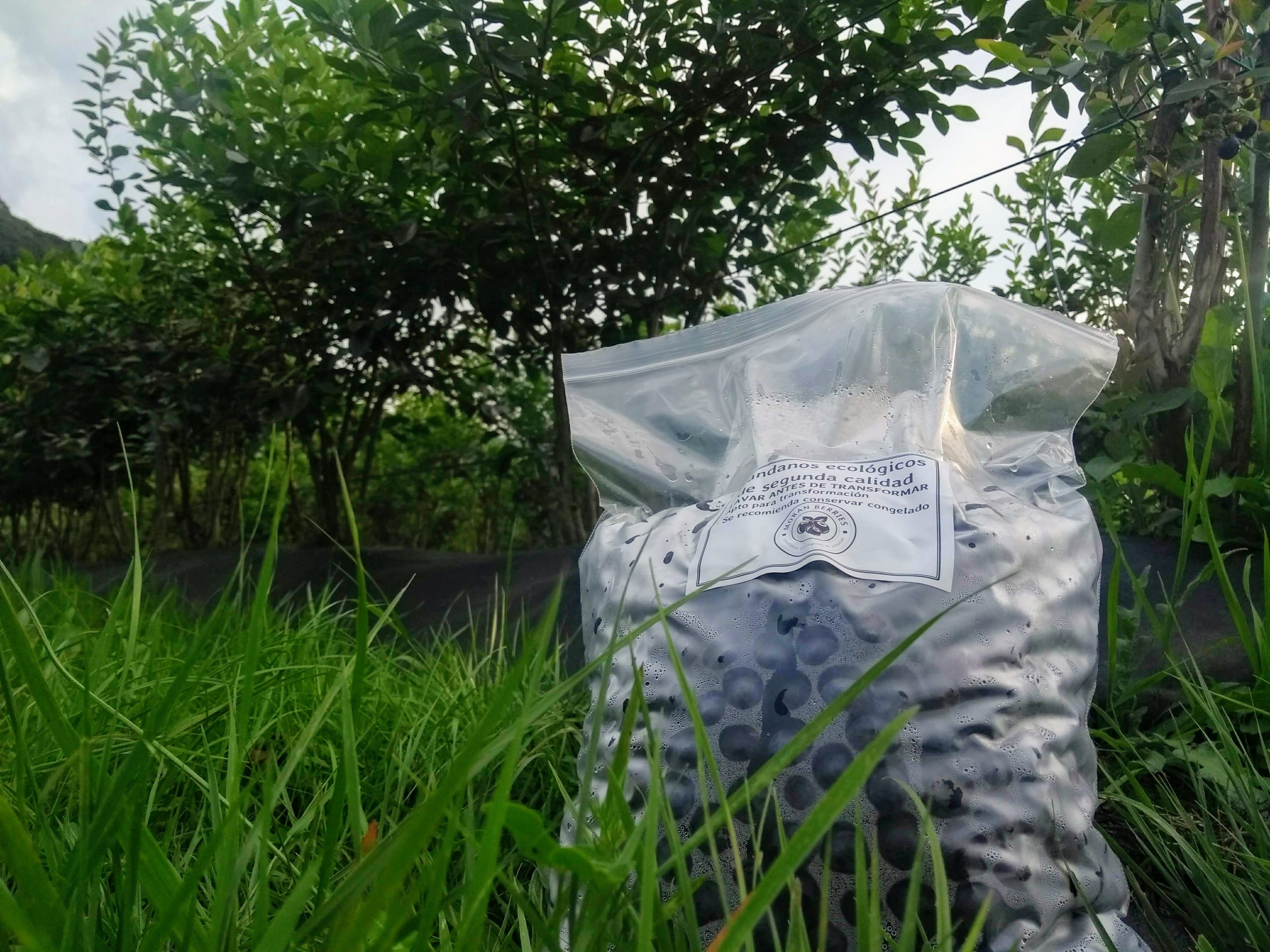 bolsa de 2 kg de arandanos para mermelada