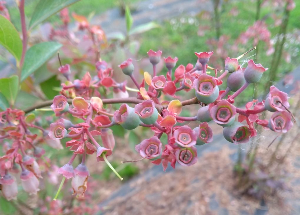 arandanos en formacion